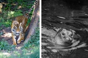 Wildlife-Safari – Der exotische Fotoworkshop durch den Frankfurter Zoo