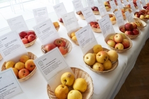 CiderWorld-Spezial: Der Palmengarten & der Apfelbaumhain - Inklusive Ticket zur Messe