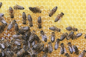 Bienen machen Honig - Besuch bei einer Bio-Imkerei am LiLu Frankfurt