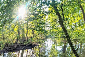 Augenspaziergang im Niedwald - Schnuppere rein in die Welt der ganzheitlichen Sehverbesserungen