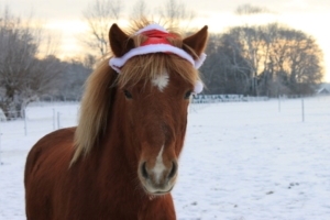 Freundliche Islandponys freuen sich auf die Wanderung mit Ihnen