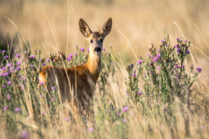 Tierspuren lesen im Wald - Waldführung in Kronberg