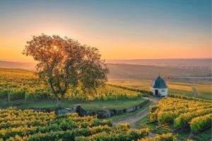 Der Sekt heiligt die Mittel – Ein prickelnder Ausflug in die Welt des Sektes