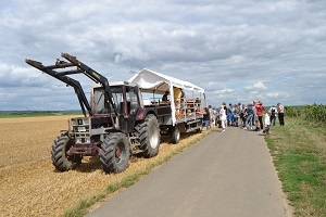 Planwagenfahrt mit Traktor durch die Weinberge - Kulinarische Tour mit Bio-Wein & Imbiss