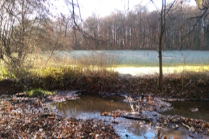 3-Bäche-Wanderung – Idyllische Täler & murmelnde Bäche in Wiesbaden