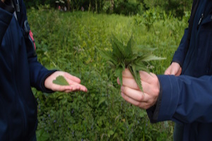 Wildkräuterverkostung - Gemütliche Wanderung durch eine essbare Wiese in Wiesbaden