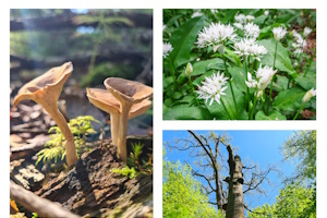 Naturspaziergang zum Feierabend - Kräuter- und Pilzführung in Frankfurter Biotopen