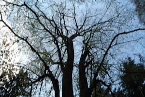 Baumgeflüster–Wanderung - Naturerlebniswanderung im Wiesbadener Wald