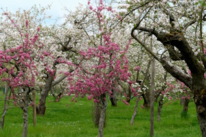 Foto: Obsthof am Steinberg
