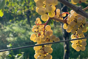 Trauben & Genuss – Das Weinlese – Event
