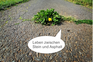 Foto: Effi B. Rolfs