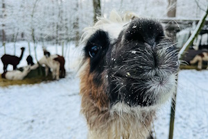 Foto: Kunznickel Alpakas