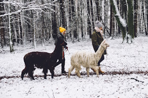 Foto: Kunznickel Alpakas