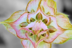 Frauenkräuter – Heilsame Pflanzen für Körper, Geist & Seele im Frauenleben