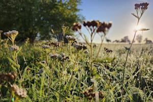 Workshop Bitterstoffe – Wohltuende Teemischungen & Bittertropfen