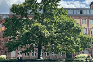 Walter-Kolb-Eiche – Der Baum eines Frankfurter Visionärs