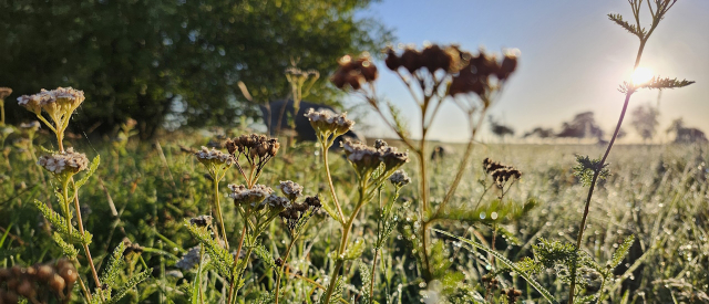 Entdecken Sie die Welt der Kräuter!