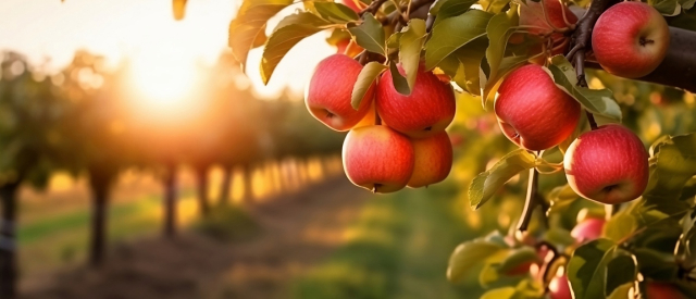 Der Apfel fällt nicht weit vom Stamm ...!